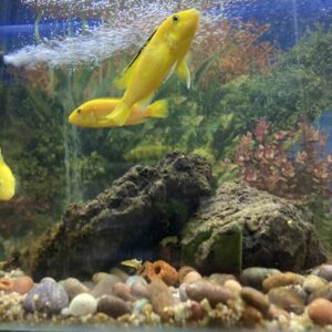 Ciclido Electric Yellow