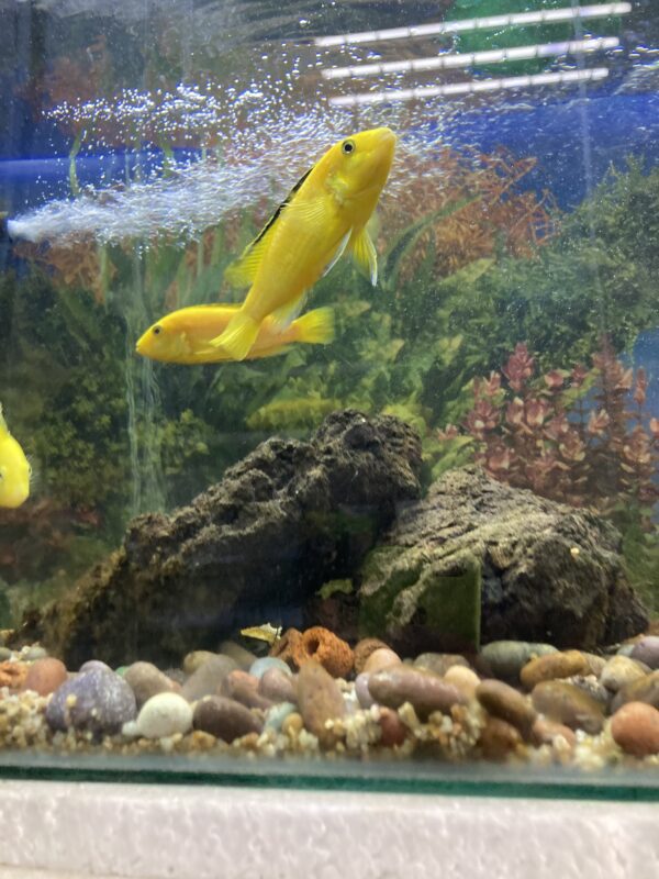Electric Yellow
