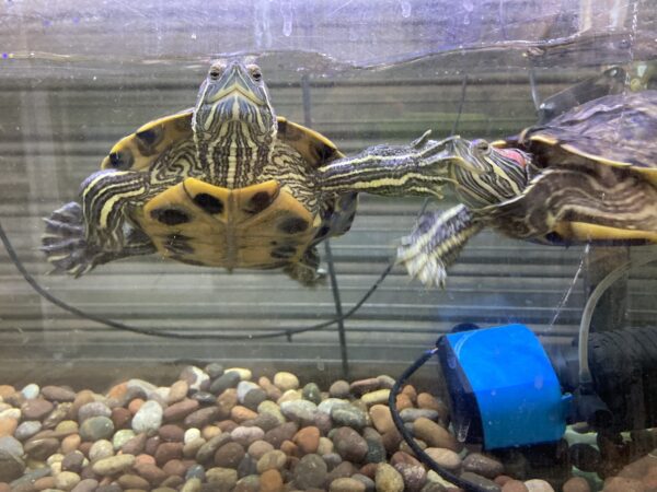 Tortuga orejas rojas