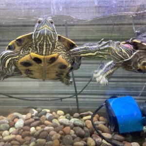 Tortuga orejas rojas