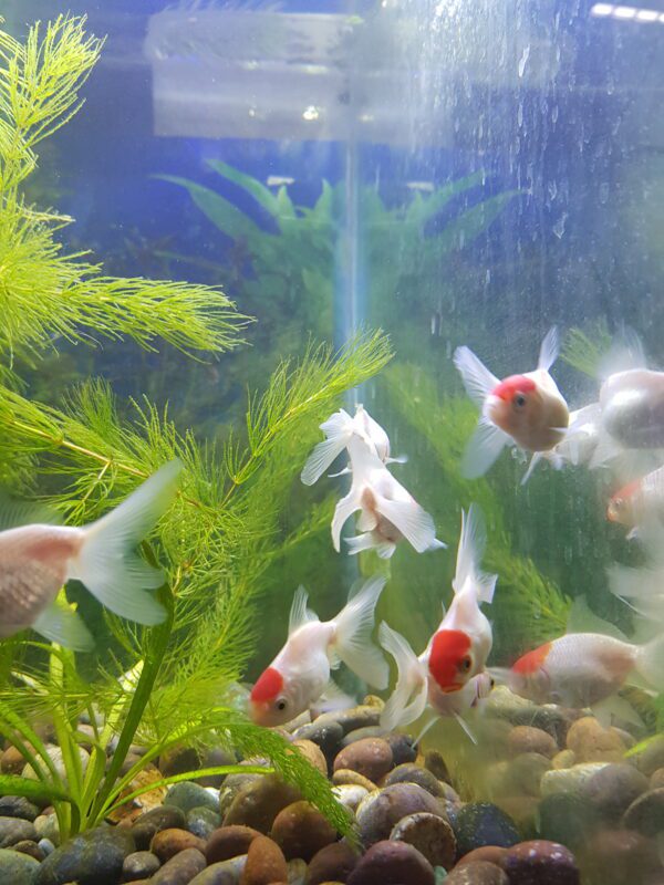 Carassius Fantasia Red Cap