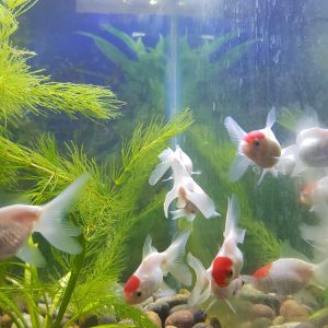 Carassius Fantasia Red Cap