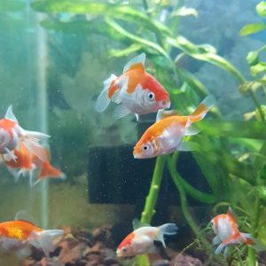 Carassius Fantasia Rojo con blanco