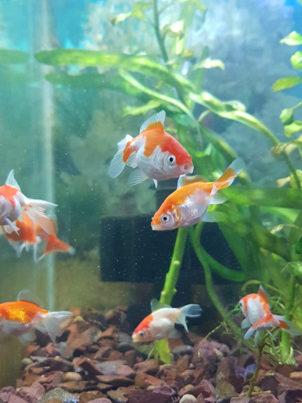 Carassius Fantasia Rojo con blanco