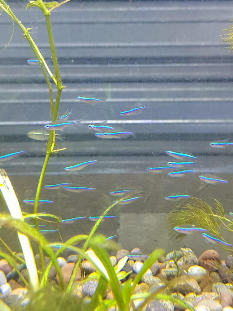 Tetra neon verde