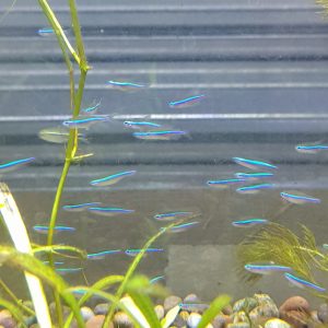 Tetra Neon