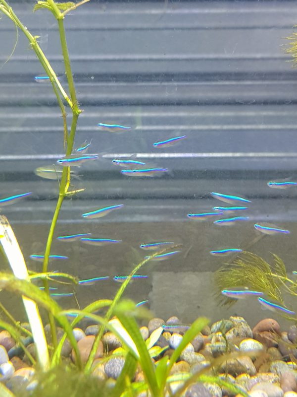 Tetra Neon