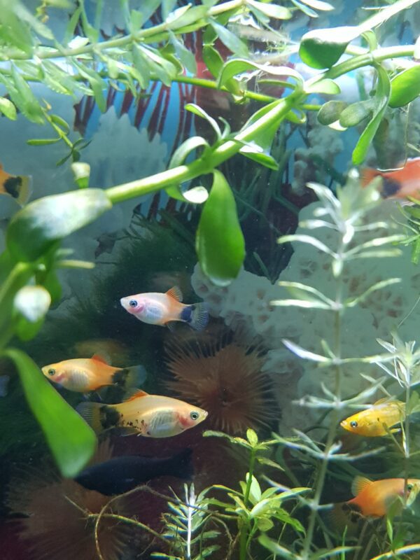Platy Tricolor