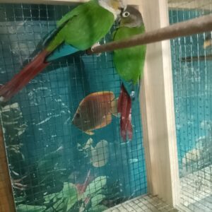Loro Pyrrhura