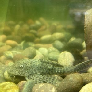 Ancistrus