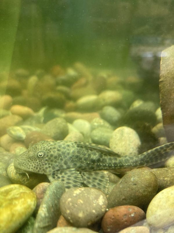 Ancistrus