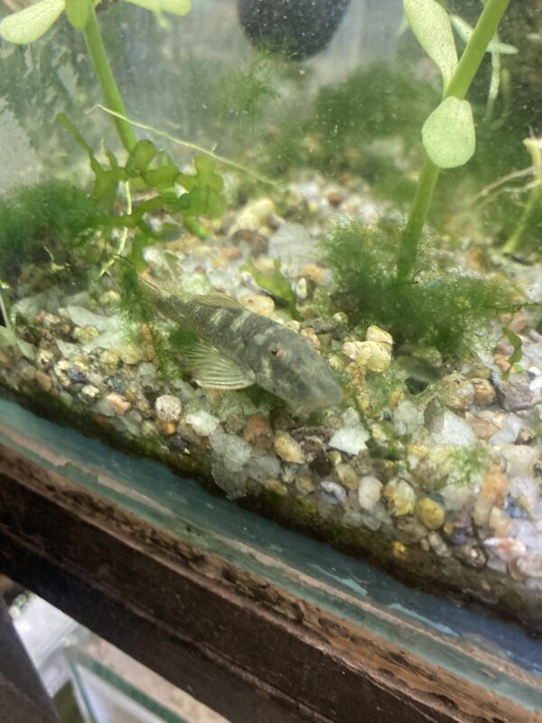 Plecostomus