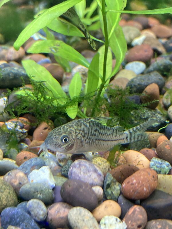 Corydora Agassizi