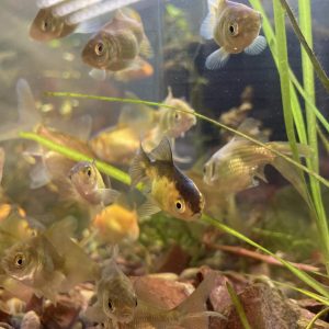 Carassius Chucato
