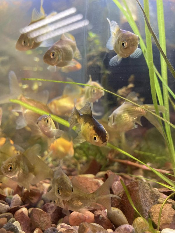 Carassius Chucato