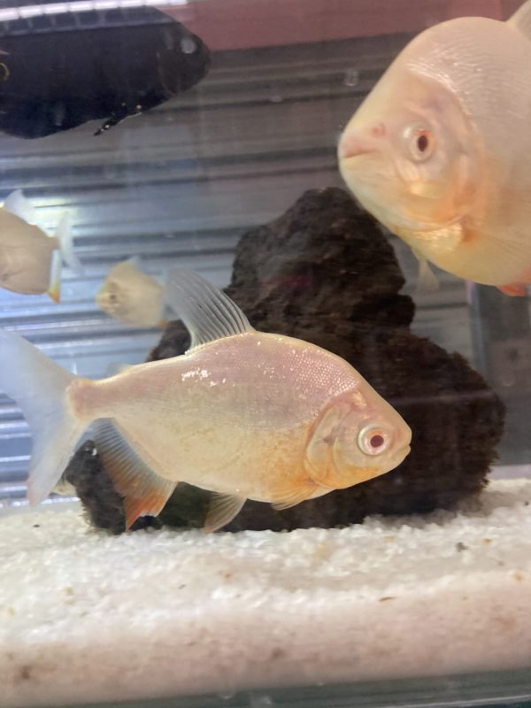 Piraña Red Pacu Albino