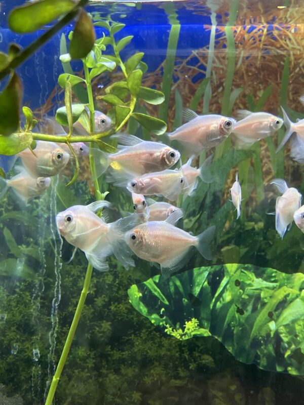 Tetra viuda blanca