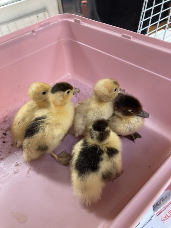 Patitos