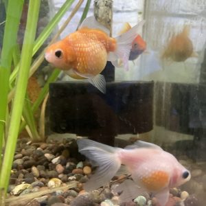 Carassius Fantasia perlado