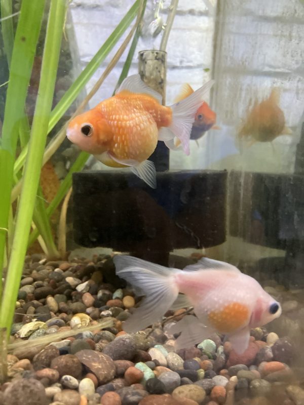 Carassius Fantasia perlado