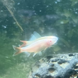 Labeo Albino