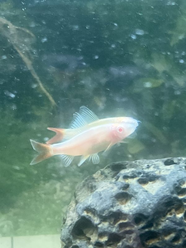 Labeo Albino