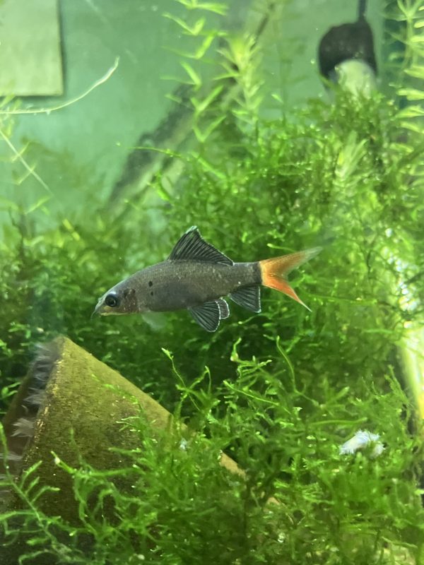 Labeo Bicolor