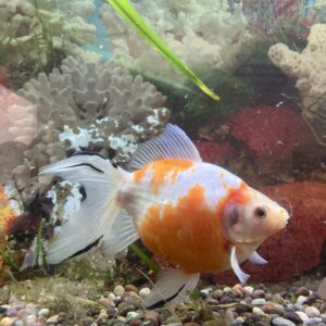 Carassius Cometa XL