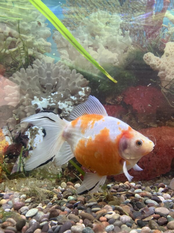Carassius Cometa XL