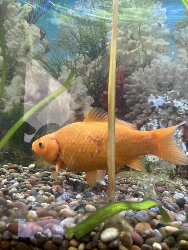 Carassius Auratus Cometa