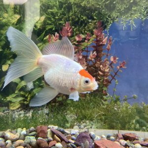 Carassius Red Cap 10-12 cm