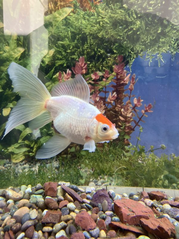 Carassius Red Cap 10-12 cm
