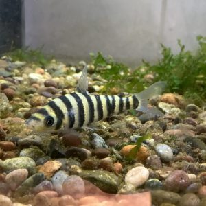 Leporinus Affinis