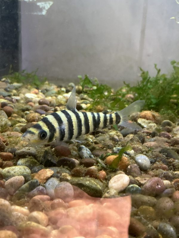 Leporinus Affinis