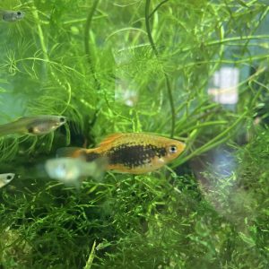 Platy Mix