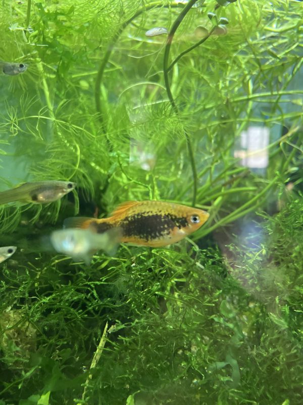 Platy Mix