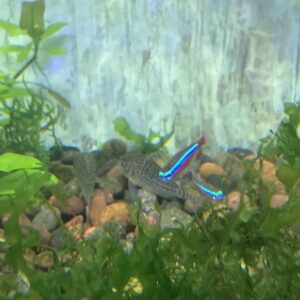 Corydora Elegans