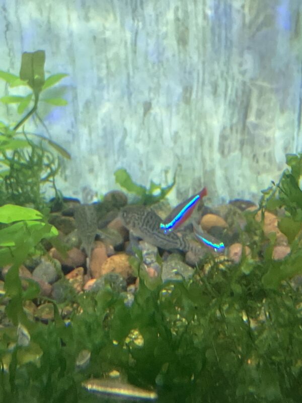 Corydora Elegans