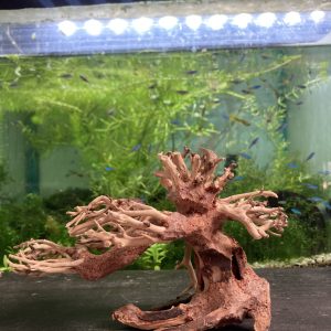 Arbol Bonsai 15x10x8 CM