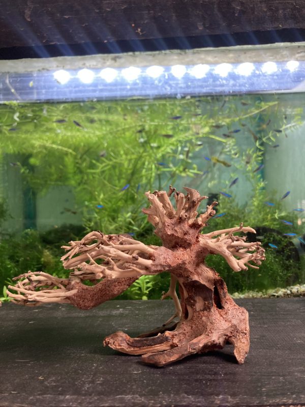 Arbol Bonsai 15x10x8 CM