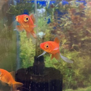 Carassius Telescopico Naranja Adulto Cometa