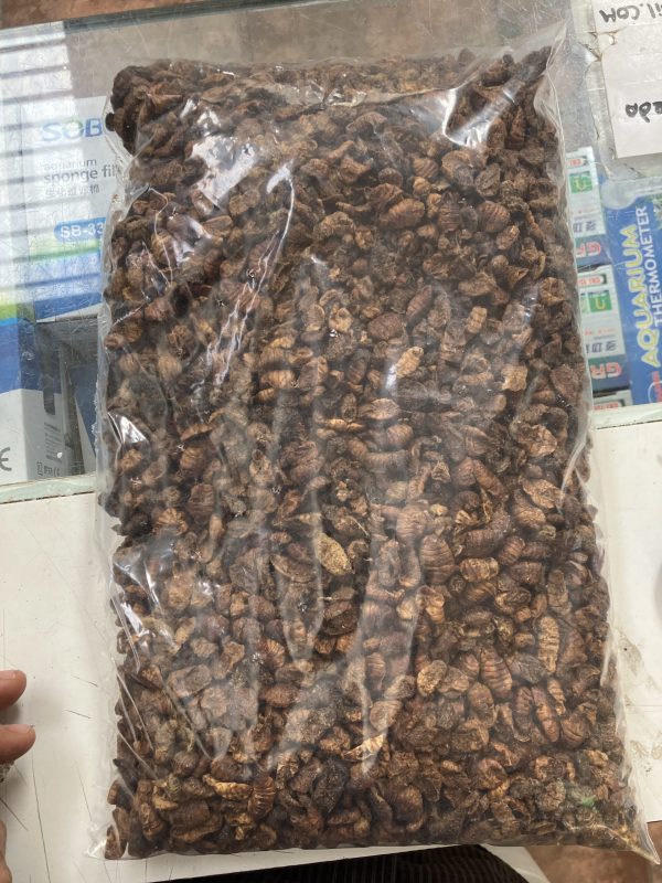 Pupas del gusano de la seda 1 KG