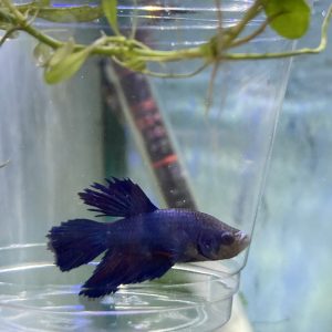 Betta Macho