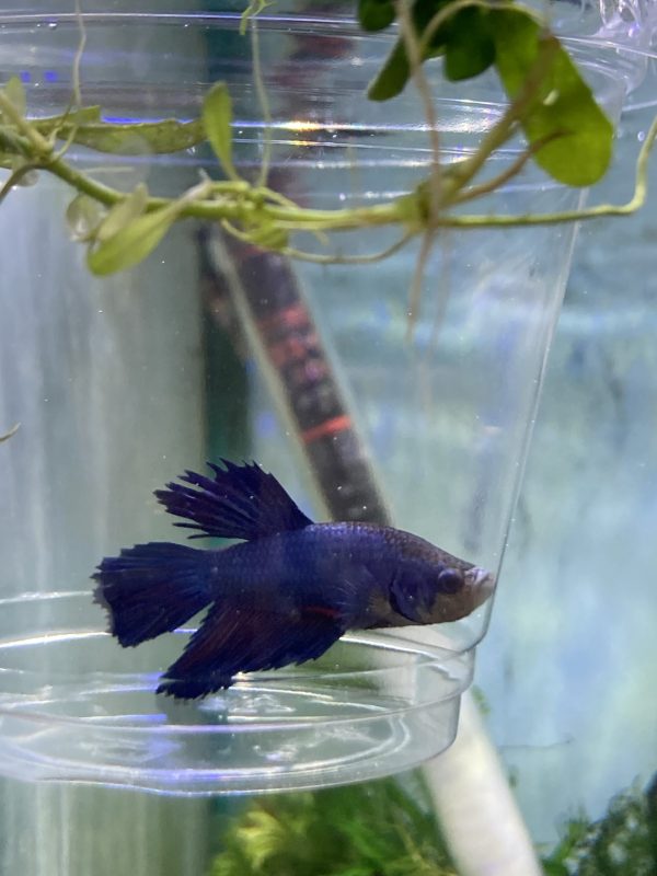 Betta Macho