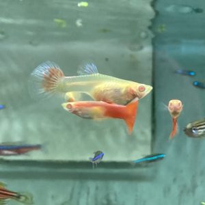 Guppy hembra importada