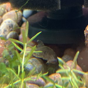 Pleco Black Cucuta