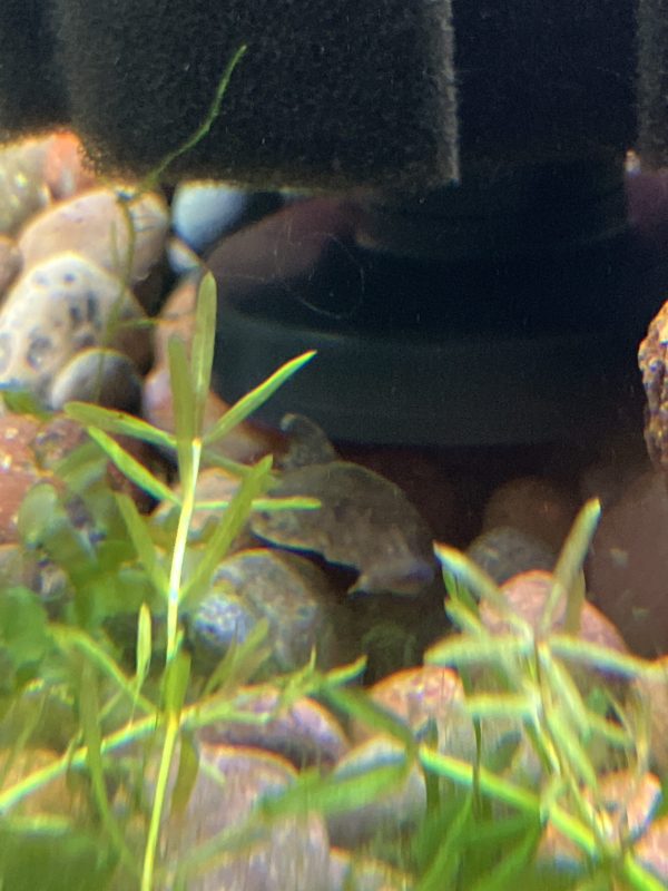 Pleco Black Cucuta