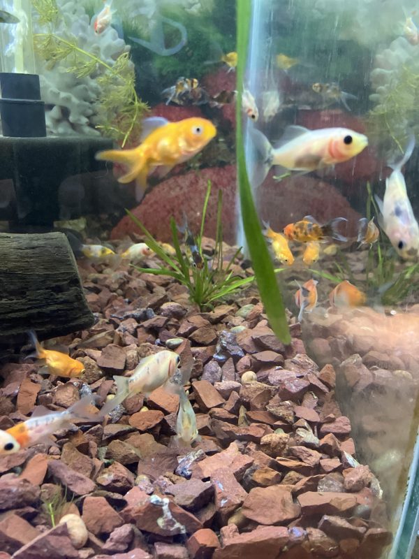 Carassius Cometa
