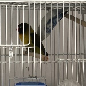 Inseparable Agapornis Personata