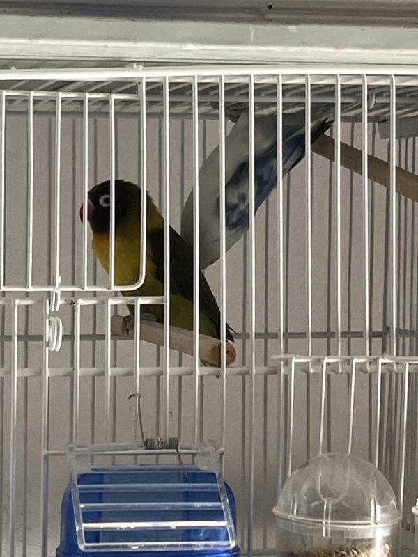 Inseparable Agapornis Personata